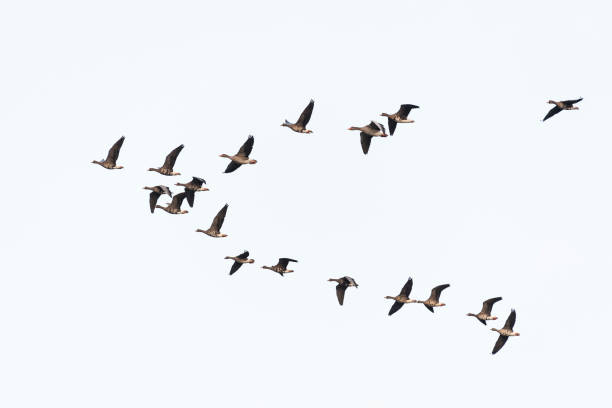 istock Flock of white-fronted geese 1145460777