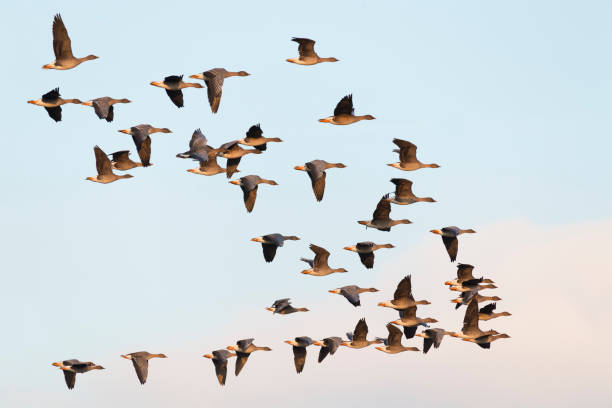 Flock of bean geese flying Flock of bean geese flying, Germany anser fabalis stock pictures, royalty-free photos & images