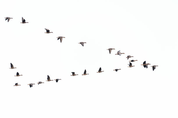 istock Flock of white-fronted geese 1145461162