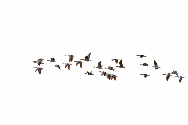 Flock of bean geese and graylag geese Flock of migration white-fronted geese and graylag geese, Germany, Europe anser fabalis stock pictures, royalty-free photos & images