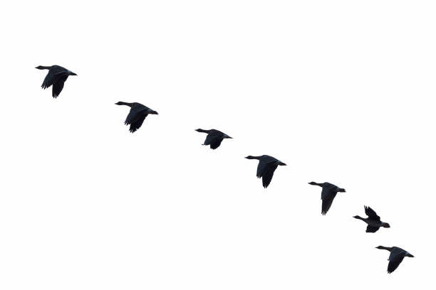 istock Flock of migrating bean geese 1145461250