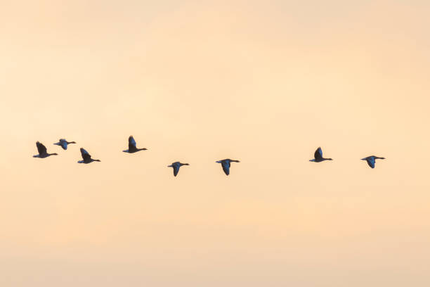 Flock of migrating bean geese Flock of migration bean geese at sunset, Germany anser fabalis stock pictures, royalty-free photos & images