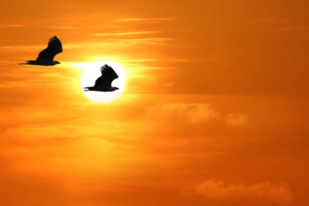White-bellied Sea Eagle, Birds flying in the sky against a red sky sunset background