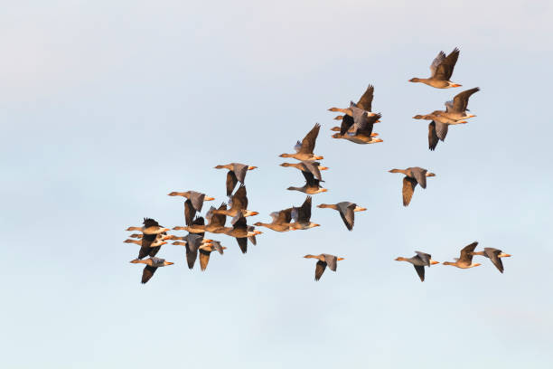istock Flock of bean geese flying 1145461526