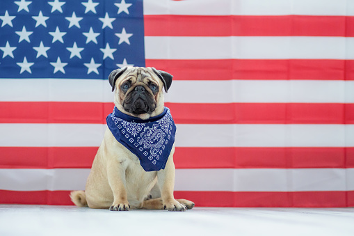 Hermoso perrito beige Pug en el fondo de la bandera americana en el día de la independencia. photo