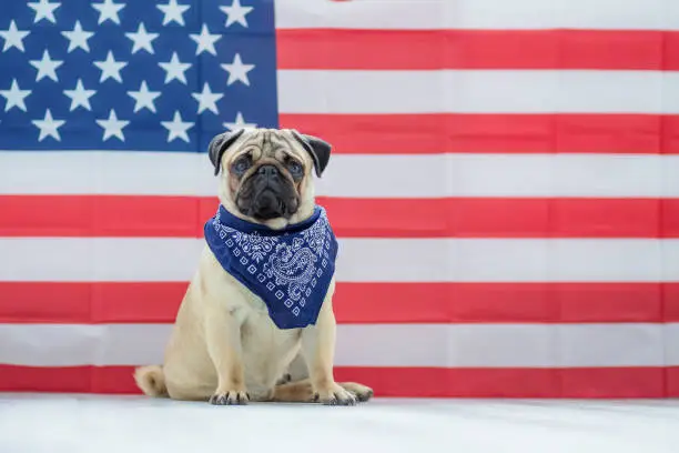 Pug on the background of the American flag. Beautiful beige puppy pug on the background of the American flag on Independence Day.