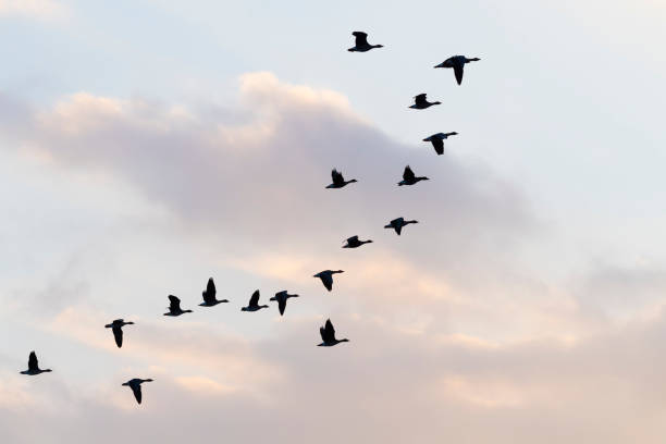 istock Flock of bean geese flying 1145462136
