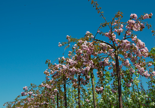 Blooming seedlings of sakura Prunus serrulata \