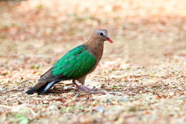 istock Image of bird, Common Emerald Dove on nature background. 1145462175