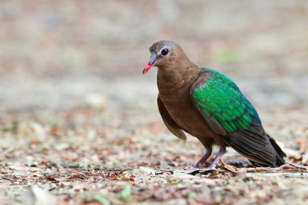 istock Image of bird, Common Emerald Dove on nature background. 1145462201