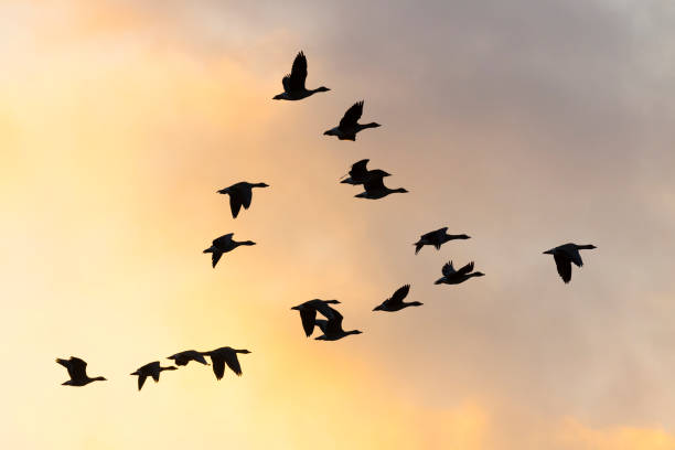 istock Flock of bean geese flying 1145462228
