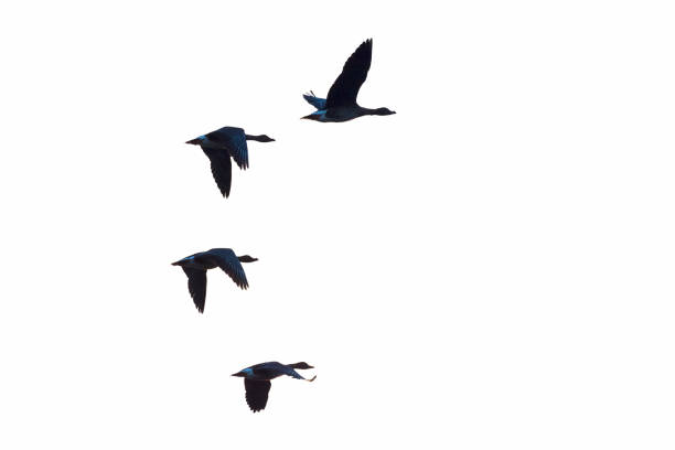 istock Silhouette of flying Bean Geese 1145462261