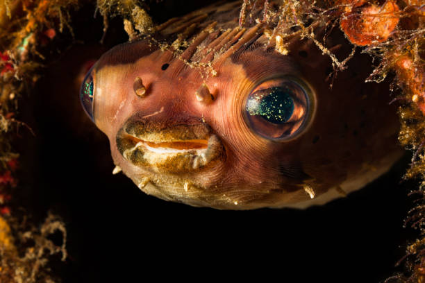 langspurige porcupinefish diodon holocanthus keeping watch from reef, lembeh strait, indonesien - fischaugen stock-fotos und bilder