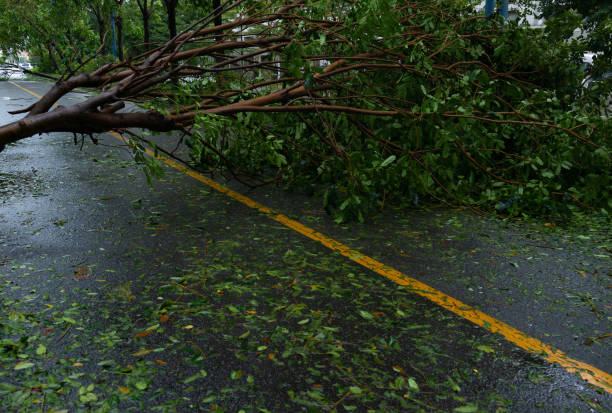 istock broken tree fell down on the road after a strong storm went through 1145462773