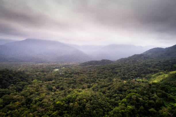 istock Aerial view of a tropical rainforest 1145463594