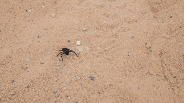 istock insect in the dry desert 1145463761