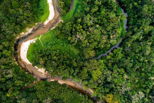 istock Aerial view of a tropical rainforest 1145463887