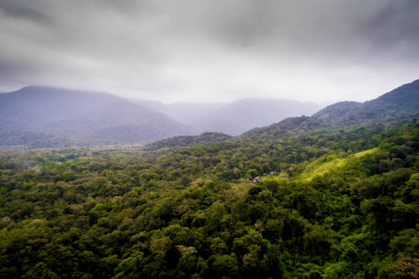 istock Aerial view of a tropical rainforest 1145463918