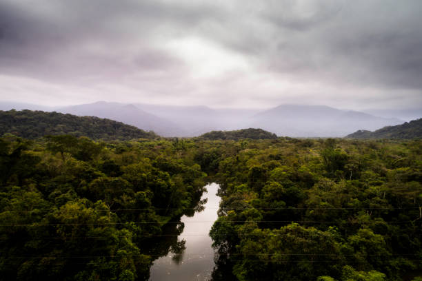 istock Aerial view of a tropical rainforest 1145464010