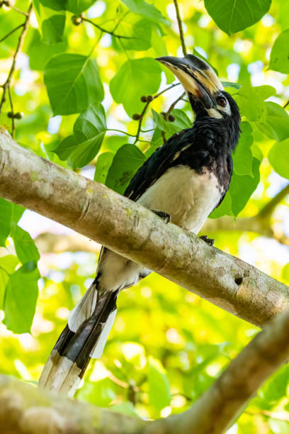 istock Female Oriental Pied Hornbill perching on Bo tree perch feeding on its fruit 1145464060