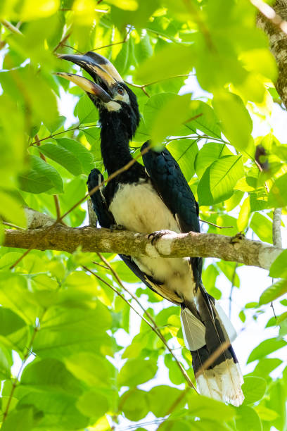 istock Female Oriental Pied Hornbill perching on Bo tree perch feeding on its fruit 1145464068