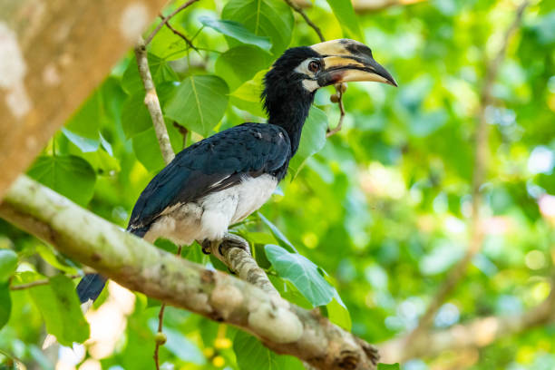 istock Female Oriental Pied Hornbill perching on Bo tree perch feeding on its fruit 1145464078