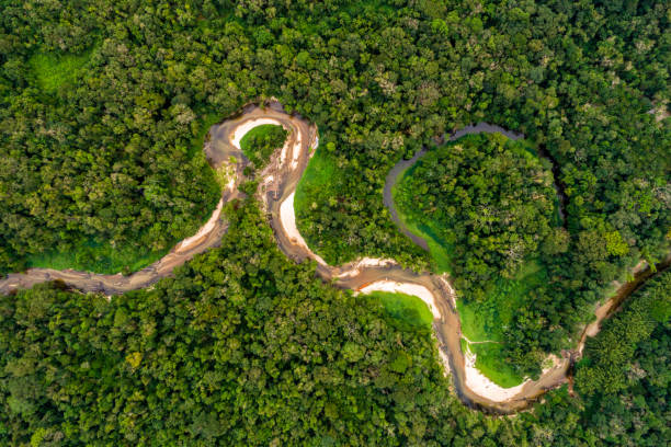 Aerial view of a tropical rainforest