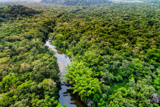 istock Aerial view of a tropical rainforest 1145464107