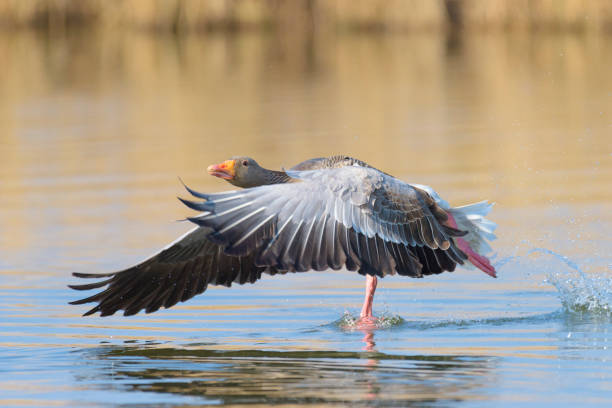 istock Greylag goose on lake 1145464851