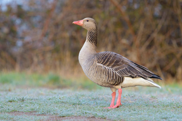 istock Greylag Goose on Meadow 1145464988