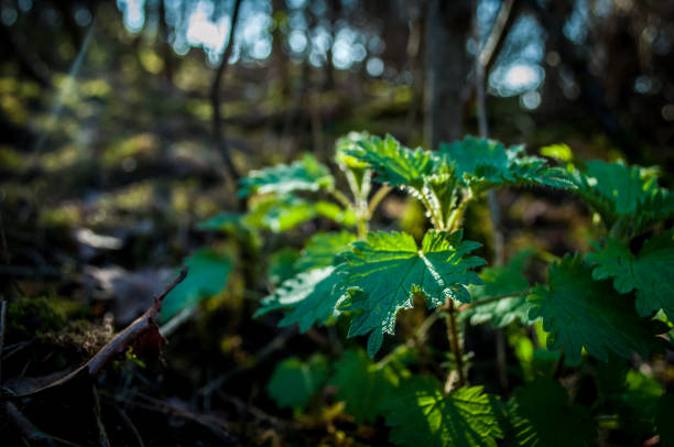 Stinging nettle, also known as nettle (scientific name: Urtica fissa) is a species of the genus Urtica in the Urticaceae family. It is distributed in Anhui, Fujian, Gansu, Guangxi, Guizhou, Henan, Hubei, Hunan, Shaanxi, Sichuan, Yunnan, Zhejiang and Vietnam.