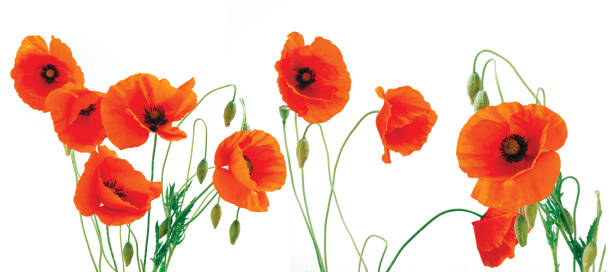 istock Group of poppies 1145465171