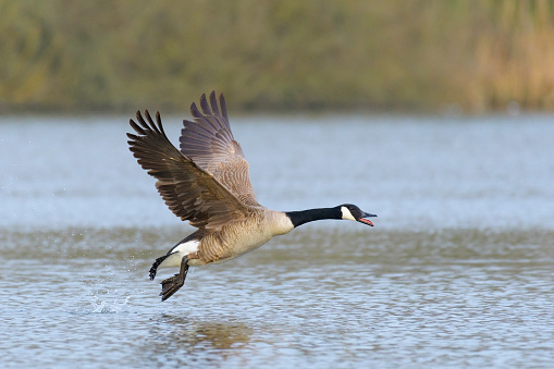 A Canadian Goose stands in the water. Reflection can be seen within the water.