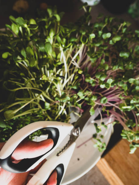 istock red and green microgreens grown indoors in soil, scissors 1145466690