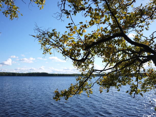 istock Nature on the forest lake. 1145466697