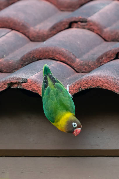 istock Yellow-collared Lovebird perching on roof tile while hanging head down 1145467673