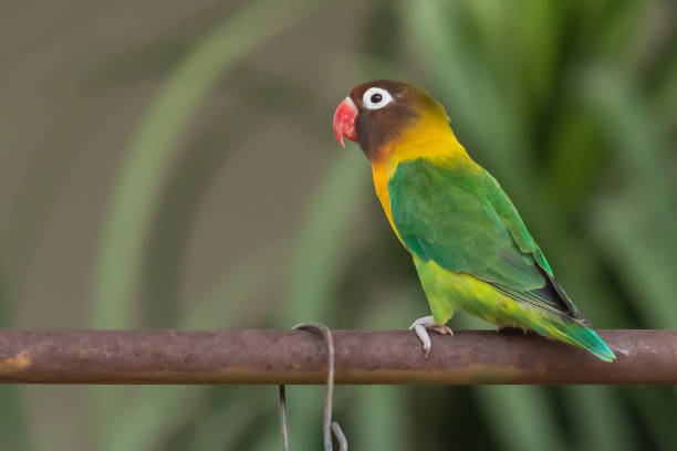 istock Yellow-collared Lovebird perching on iron bar isolated on blur background 1145467691