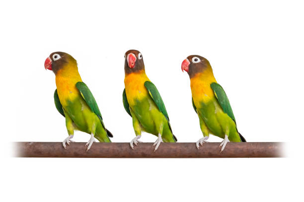 istock Three Yellow-collared Lovebirds perching on iron bar isolated on white background 1145467692