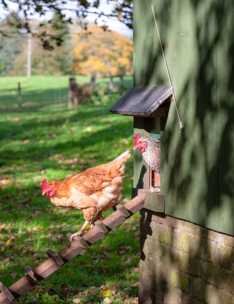 istock Leaving the chicken coop on an autumn morning 1145467798