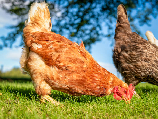 istock Free range chicken outdoors 1145467803