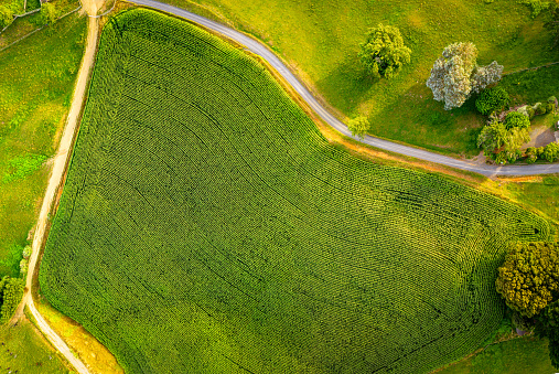 An aerial image of a large field of Maize (also known as Corn) in New Zealand's Waikato region.