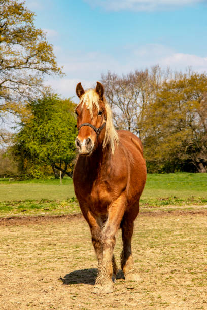 istock Comtoise race horse on the front 1145467989