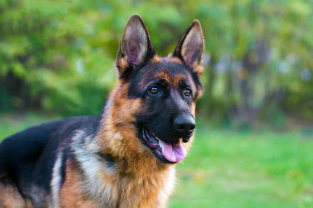 perro pastor alemán - german shepherd fotografías e imágenes de stock