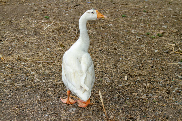 istock white goose in garden at thailand 1145470762