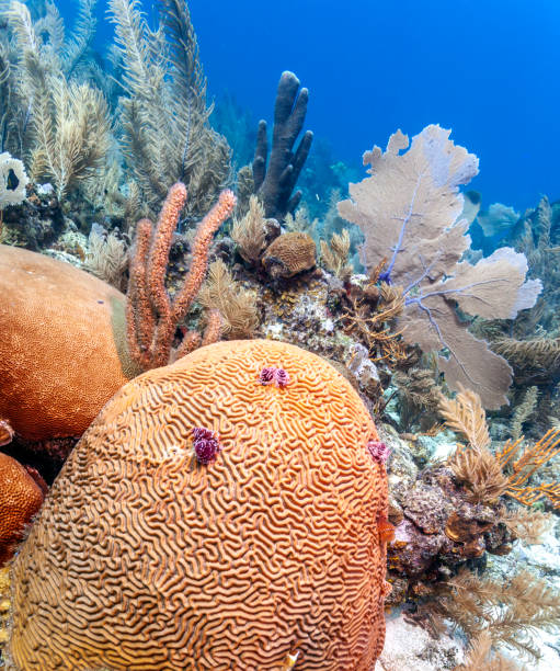 istock Coral garden in Caribbean 1145470995