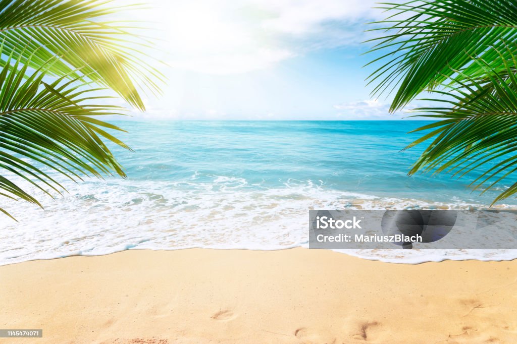 Tropical beach background Sunny tropical beach with palm trees Beach Stock Photo