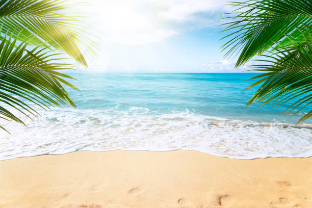 Tropical beach background Sunny tropical beach with palm trees idyllic stock pictures, royalty-free photos & images