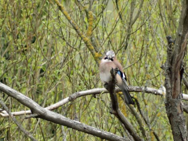 istock Front view of Jay looking slightly downwards while perching on bare branch in tree that is in front of lots of twigs and green leaves 1145475187