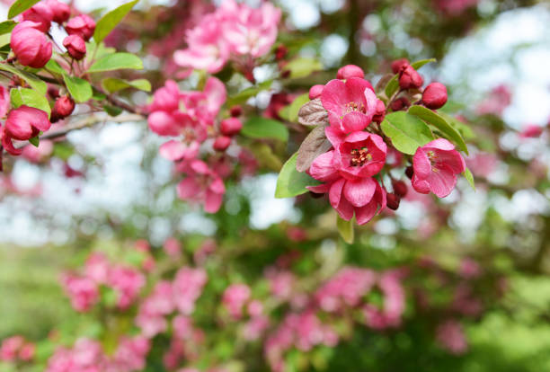 istock Deep pink blossom flowers on a crab apple tree 1145475253