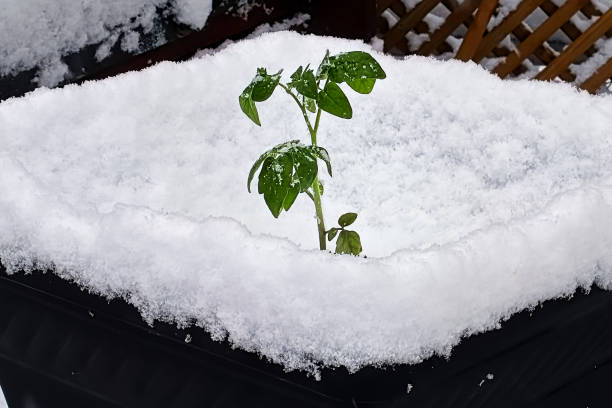 istock A tomato planted in a pot covered in snow 1145475400